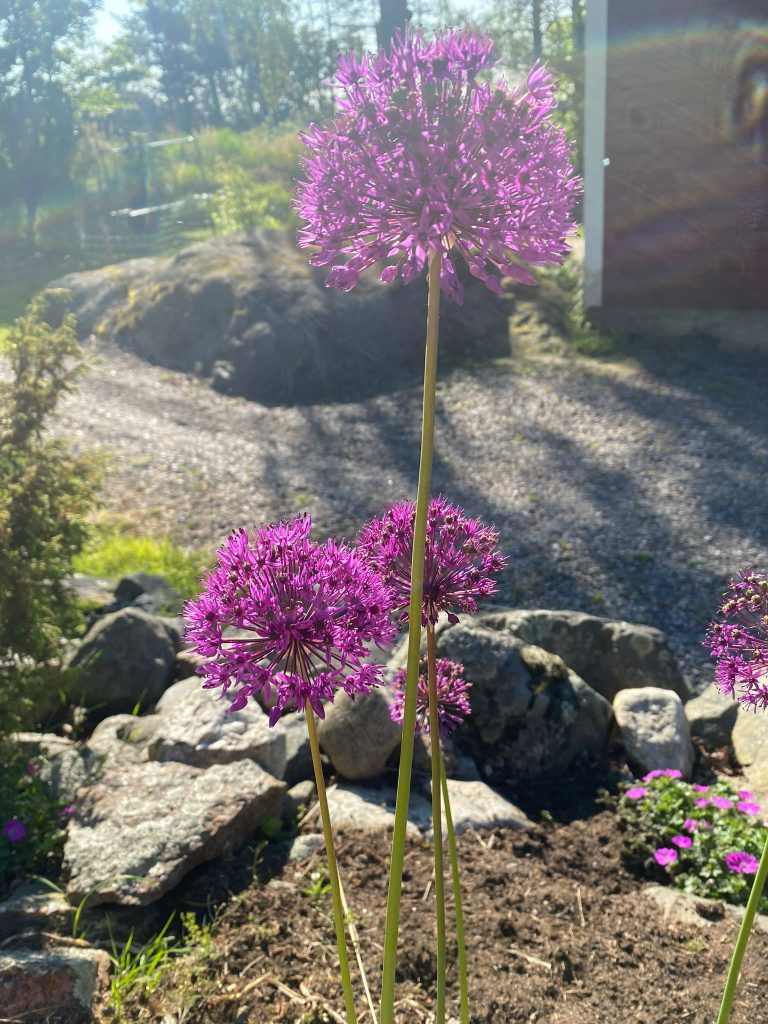 Vävars kevätkukkia.