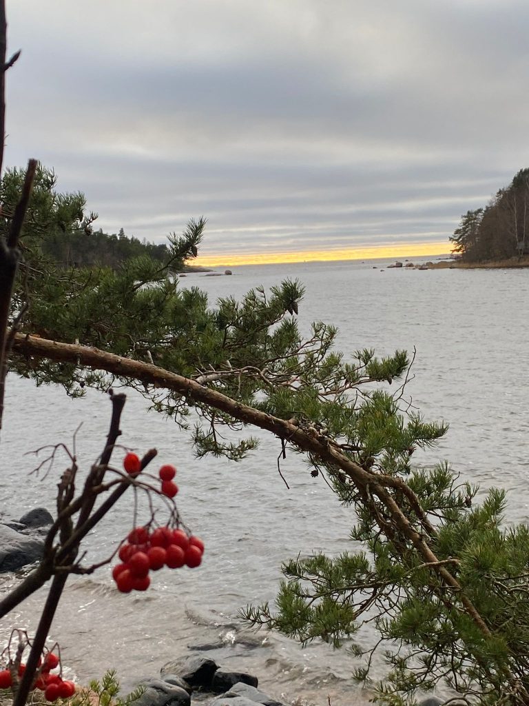 Pihlajanmarjaoksat rannassa.